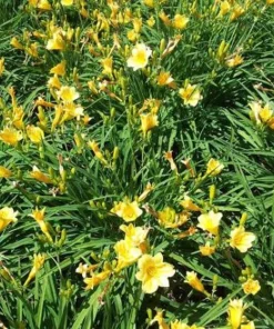 Stella de Oro Daylily Live Bare Root Plant - Golden Yellow Reblooming Perennial - Image 5