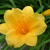 Stella de Oro Daylily Live Plant – 10 Bare Roots – Reblooming Yellow Flowers – Outdoor Perennial - Image 1