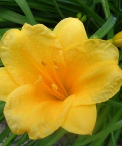 Stella de Oro Daylily Live Plant – 10 Bare Roots – Reblooming Yellow Flowers – Outdoor Perennial - Image 1