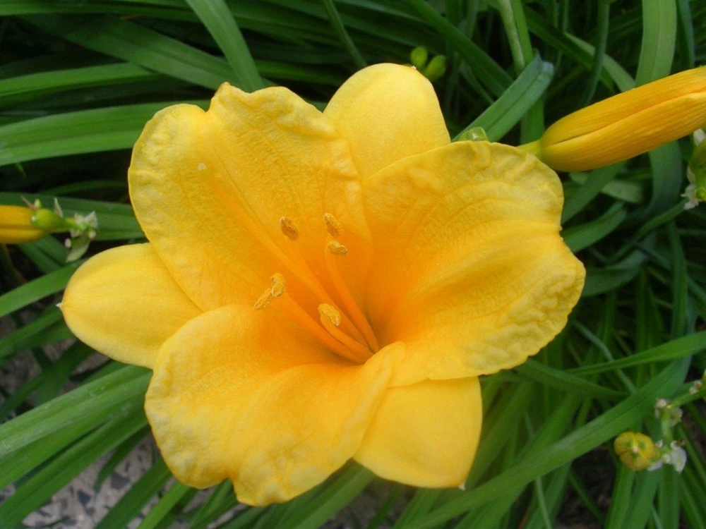 Stella de Oro Daylily Live Plant – 10 Bare Roots – Reblooming Yellow Flowers – Outdoor Perennial - Image 1