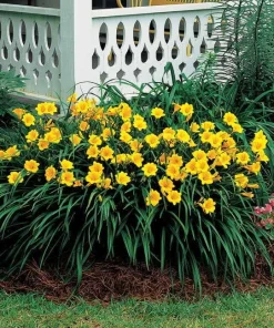 Stella de Oro Daylily Live Plant – 10 Bare Roots – Reblooming Yellow Flowers – Outdoor Perennial - Image 3