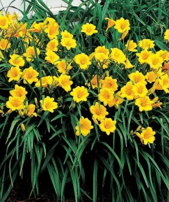 Stella de Oro Daylily Live Plant – 10 Bare Roots – Reblooming Yellow Flowers – Outdoor Perennial - Image 4