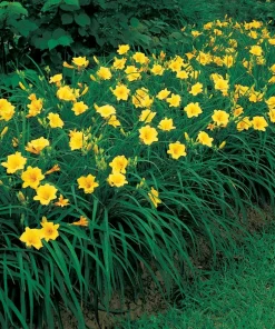 Stella de Oro Daylily Live Plant – 10 Bare Roots – Reblooming Yellow Flowers – Outdoor Perennial - Image 5