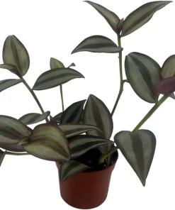 Sterling Silver Tradescantia Live Plant – 2.5 inch Pot – Purple & Silver Houseplant - Image 2