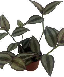 Sterling Silver Tradescantia Live Plant – 2.5 inch Pot – Purple & Silver Houseplant - Image 3