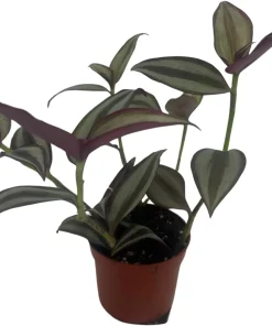 Sterling Silver Tradescantia Live Plant – 2.5 inch Pot – Purple & Silver Houseplant - Image 4