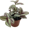 Sterling Silver Tradescantia Live Plant – 2.5 inch Pot – Purple & Silver Houseplant - Image 1
