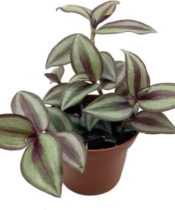 Sterling Silver Tradescantia Live Plant – 2.5 inch Pot – Purple & Silver Houseplant - Image 1