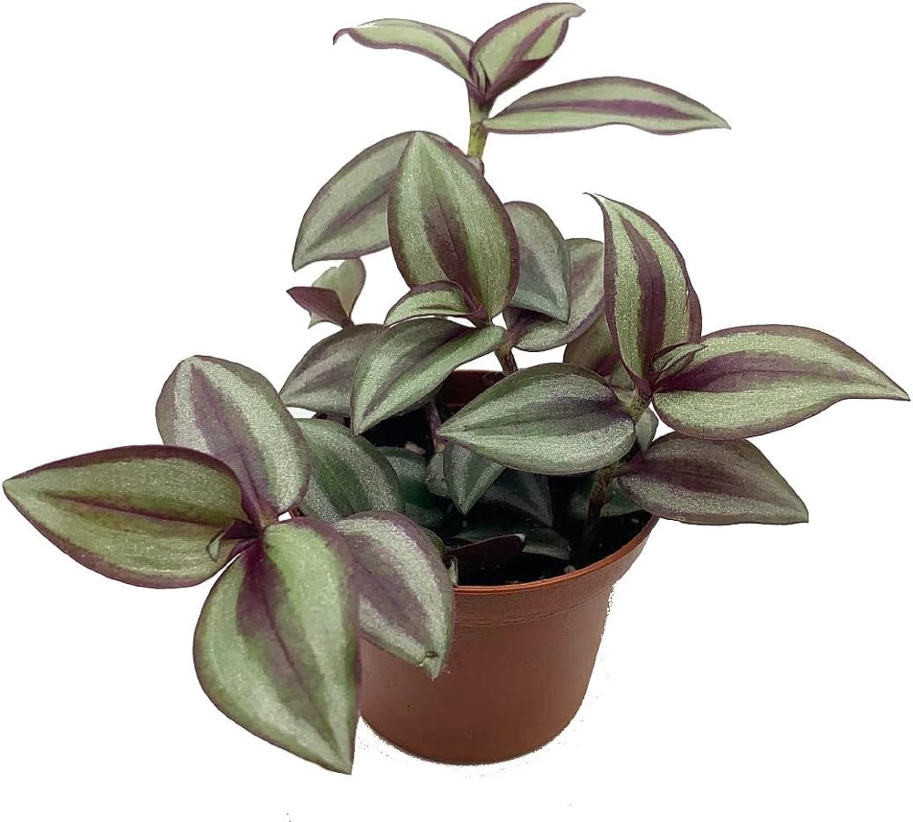 Sterling Silver Tradescantia Live Plant – 2.5 inch Pot – Purple & Silver Houseplant - Image 1