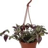 Sterling Silver Tradescantia Live Plant - Purple & Silver 6" Hanging Basket - Image 1