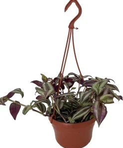 Sterling Silver Tradescantia Live Plant - Purple & Silver 6" Hanging Basket - Image 1