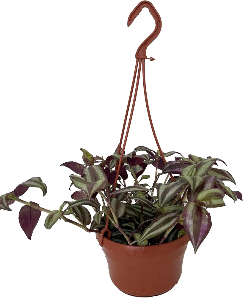 Sterling Silver Tradescantia Live Plant - Purple & Silver 6" Hanging Basket - Image 1
