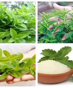 Stevia Rebaudiana Seeds - Natural Sweetener Herb Seeds (0.5g) - Organic Non-GMO Perennial - Image 2