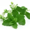 Stevia Rebaudiana Seeds - Natural Sweetener Herb Seeds (0.5g) - Organic Non-GMO Perennial - Image 1