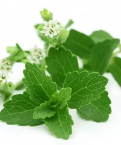 Stevia Rebaudiana Seeds - Natural Sweetener Herb Seeds (0.5g) - Organic Non-GMO Perennial - Image 1