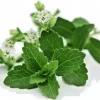 Stevia Rebaudiana Seeds - Natural Sweetener Organic Sugar Substitute - 100 Seeds - Image 1