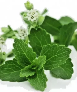 Stevia Rebaudiana Seeds - Natural Sweetener Organic Sugar Substitute - 100 Seeds - Image 1