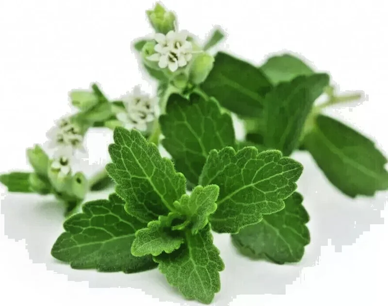 Stevia Rebaudiana Seeds - Natural Sweetener Organic Sugar Substitute - 100 Seeds - Image 1