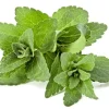 Stevia Rebaudiana Seeds - Organic Natural Sweetener - 50 Seeds - Image 1
