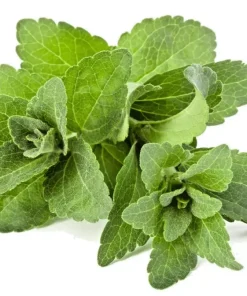 Stevia Rebaudiana Seeds - Organic Natural Sweetener - 50 Seeds - Image 1