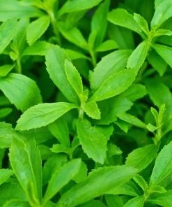 Stevia Seeds - 50 Stevia Rebaudiana Herb Seeds for Natural Sweetener - Image 2