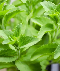 Stevia Seeds - 50 Stevia Rebaudiana Herb Seeds for Natural Sweetener - Image 3