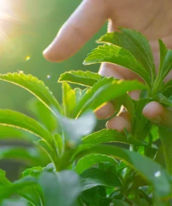 Stevia Seeds - 50 Stevia Rebaudiana Herb Seeds for Natural Sweetener - Image 4