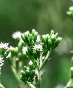 Stevia Seeds - 50 Stevia Rebaudiana Herb Seeds for Natural Sweetener - Image 5