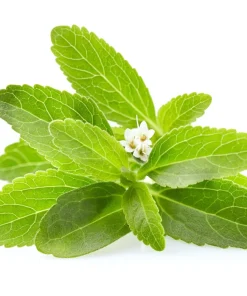 Stevia Seeds - 50 Stevia Rebaudiana Herb Seeds for Natural Sweetener - Image 6