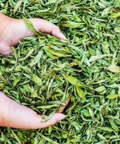 Stevia Seeds - 50 Stevia Rebaudiana Herb Seeds for Natural Sweetener - Image 7