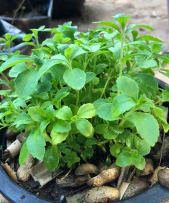 Stevia Seeds - 50 Stevia Rebaudiana Herb Seeds for Natural Sweetener - Image 8