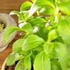 Stevia Seeds - Sweet Herb Plant Seeds - 15 Pcs - Natural Sugar Substitute - Outdoor - Image 1