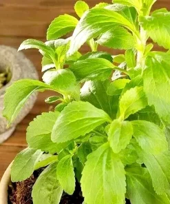 Stevia Seeds - Sweet Herb Plant Seeds - 15 Pcs - Natural Sugar Substitute - Outdoor - Image 1