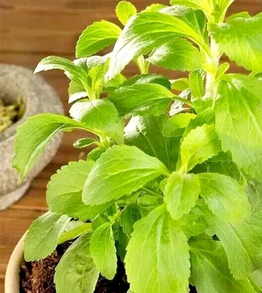 Stevia Seeds - Sweet Herb Plant Seeds - 15 Pcs - Natural Sugar Substitute - Outdoor - Image 1