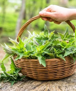 Stinging Nettle Seeds - Urtica Dioica - 200 Seeds - Outdoor Plant - Image 10