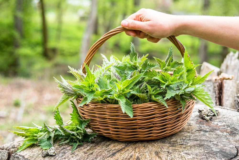 Stinging Nettle Seeds - Urtica Dioica - 200 Seeds - Outdoor Plant - Image 10