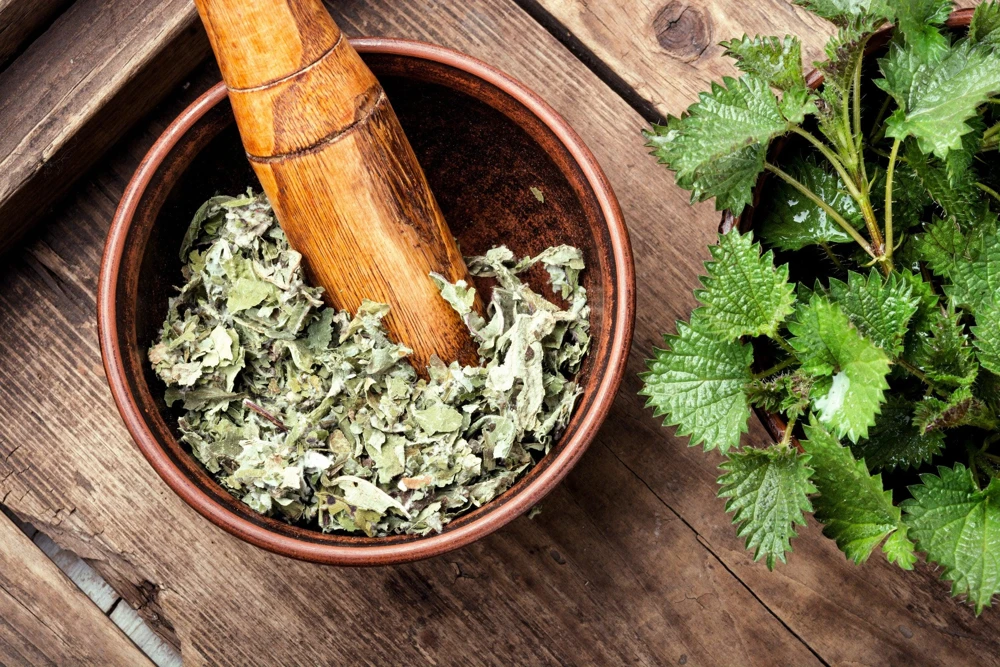 Stinging Nettle Seeds - Urtica Dioica - 200 Seeds - Outdoor Plant - Image 11