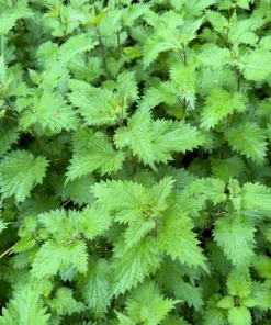 Stinging Nettle Seeds - Urtica Dioica - 200 Seeds - Outdoor Plant - Image 2
