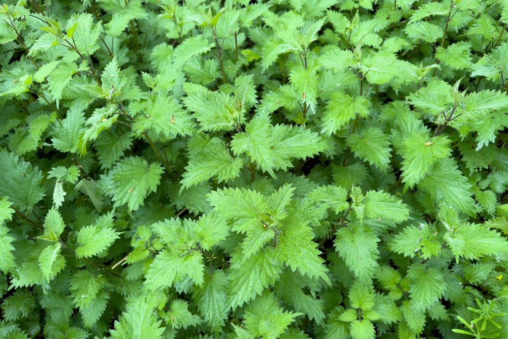 Stinging Nettle Seeds - Urtica Dioica - 200 Seeds - Outdoor Plant - Image 2