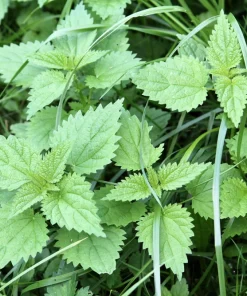 Stinging Nettle Seeds - Urtica Dioica - 200 Seeds - Outdoor Plant - Image 3