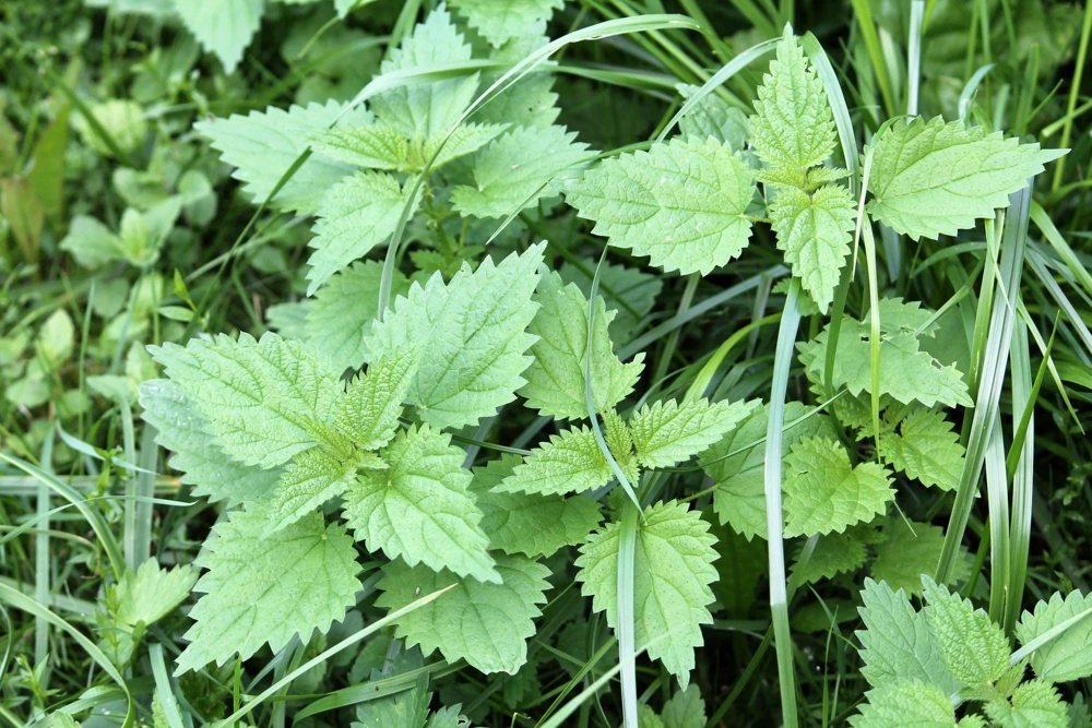 Stinging Nettle Seeds - Urtica Dioica - 200 Seeds - Outdoor Plant - Image 3