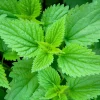 Stinging Nettle Seeds - Urtica Dioica - 200 Seeds - Outdoor Plant - Image 1