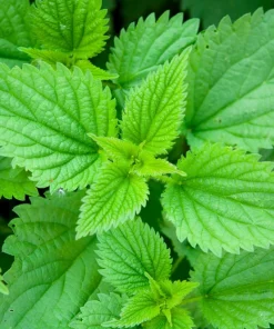 Stinging Nettle Seeds - Urtica Dioica - 200 Seeds - Outdoor Plant - Image 1