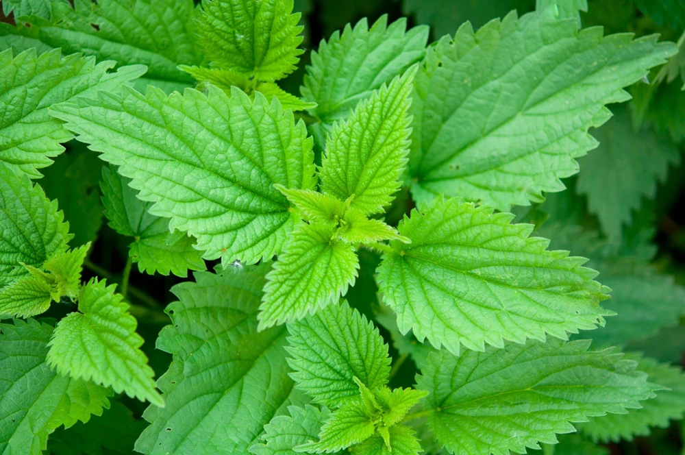 Stinging Nettle Seeds - Urtica Dioica - 200 Seeds - Outdoor Plant - Image 1