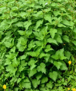 Stinging Nettle Seeds - Urtica Dioica - 200 Seeds - Outdoor Plant - Image 4