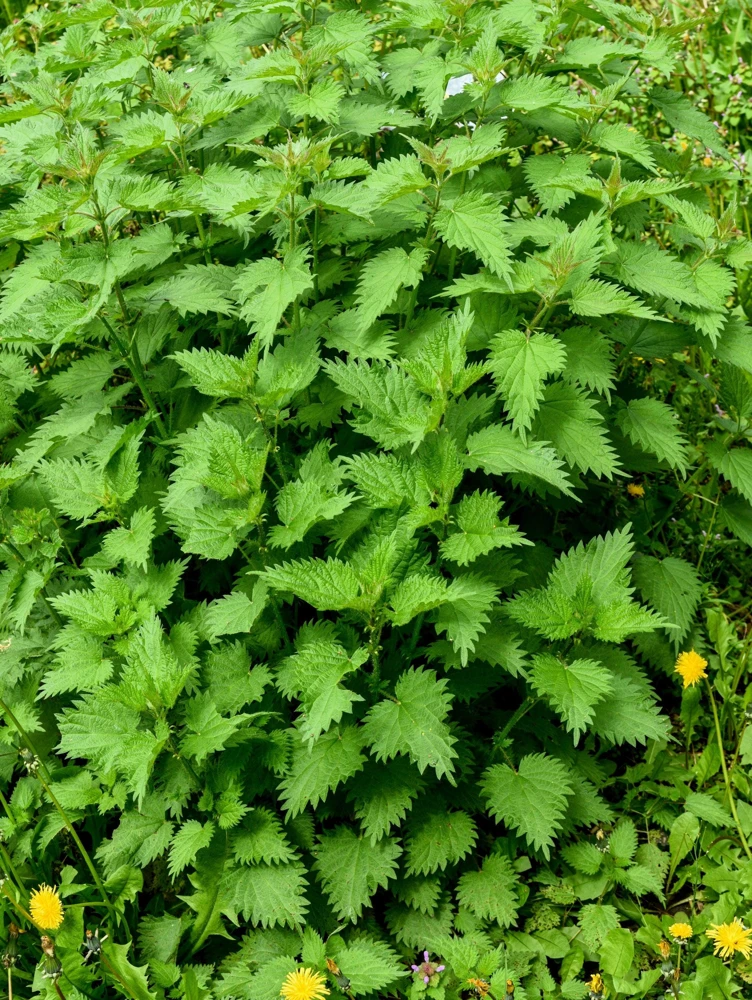 Stinging Nettle Seeds - Urtica Dioica - 200 Seeds - Outdoor Plant - Image 4