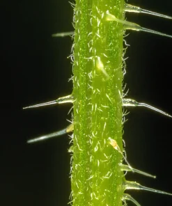 Stinging Nettle Seeds - Urtica Dioica - 200 Seeds - Outdoor Plant - Image 5