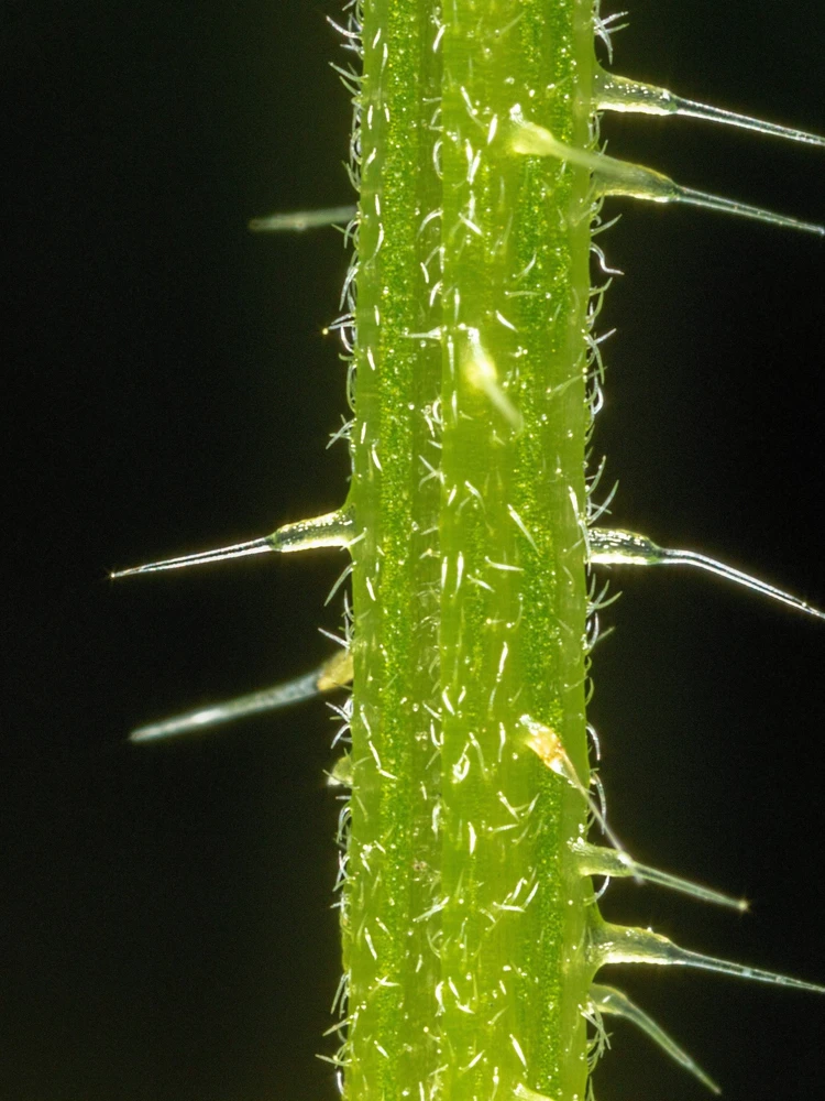 Stinging Nettle Seeds - Urtica Dioica - 200 Seeds - Outdoor Plant - Image 5
