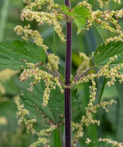 Stinging Nettle Seeds - Urtica Dioica - 200 Seeds - Outdoor Plant - Image 6