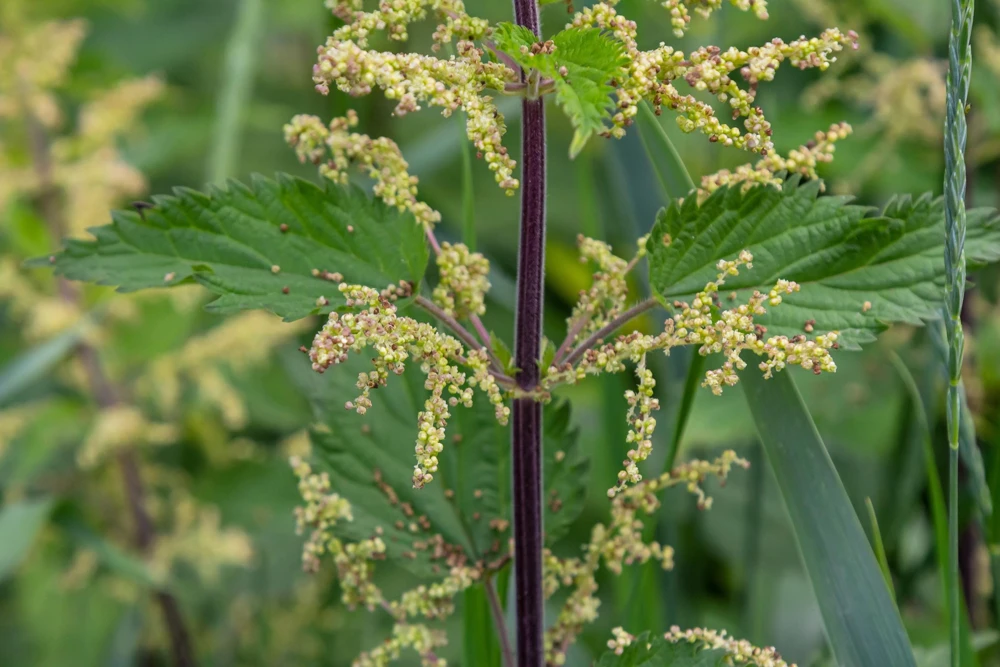 Stinging Nettle Seeds - Urtica Dioica - 200 Seeds - Outdoor Plant - Image 6